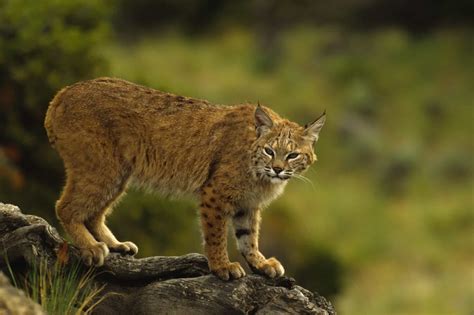 Bobcats in North Carolina - A-Z Animals