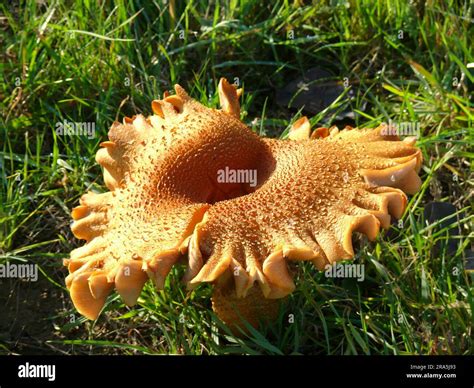 Large meadow mushroom Stock Photo - Alamy