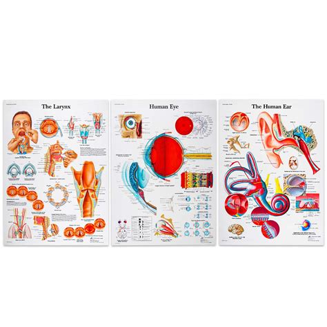 Buy CMQC Anatomy Set, 3 Pack Human Eye, Human Ear and The Larynx, Human ...