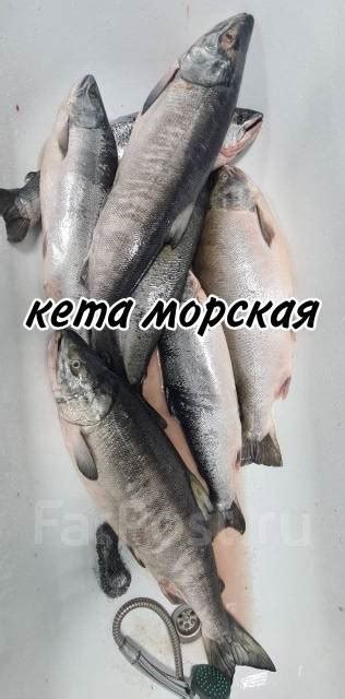 Кета свежая Розница/опт, в наличии. Цена: 290₽ в Уссурийске