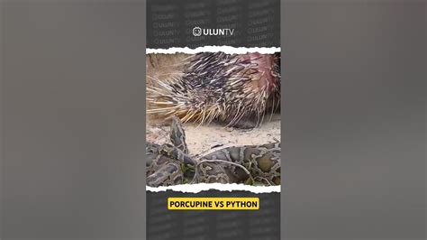 Image result for Porcupine Python