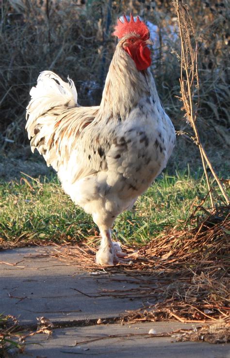 Best 12 Marans types and colours. – Artofit