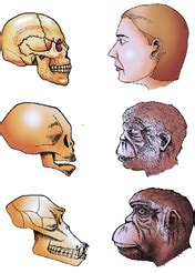 Speciation & Human Evolution: From Apes to Modern Man