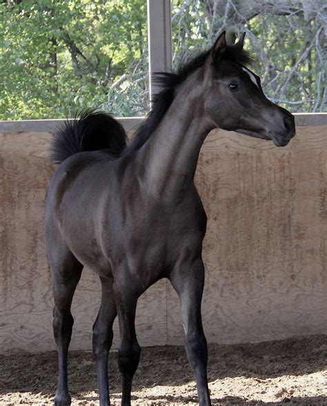 Black Hispanic Arabian Horses Spanish And Arabian Horses