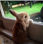 Image result for White Fluffy Baby Bunnies