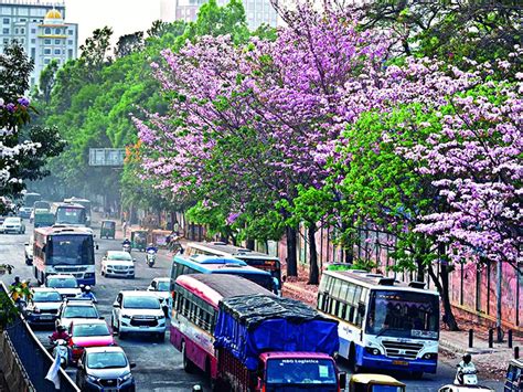 Tree census: An app to check tree’s health