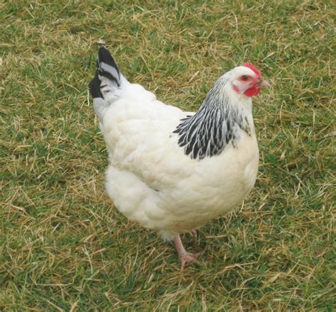 Light Sussex or Colombian Wyandotte? | BackYard Chickens - Learn How to ...