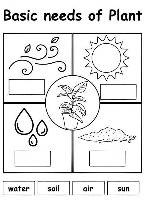 Writing basic needs of plant worksheet – Artofit