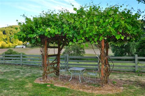Grape Arbor | Outdoor Decor & Design Ideas | Grape arbor, Garden vines ...
