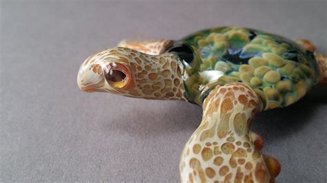 Image result for Empty Sea Turtle Shell