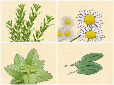 4 Ways to Get Rid of Fleas in Carpets - wikiHow