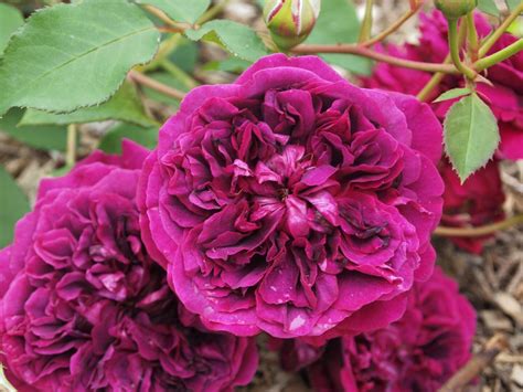 Top 10 Old Roses at Lucinda Mccathie blog