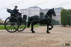 cavallo con carrozza carrozze e cavalli da fiaba alla reggia di venaria cavallo con carrozza carrozze e cavalli da fiaba alla reggia di venaria