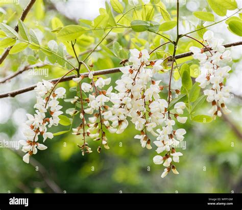 Black Locust Flower