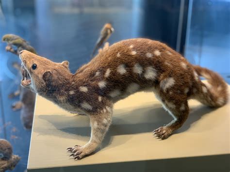 UNE Discovery | It’s the Spotted-tailed Quoll!
