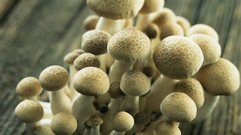 蘑菇什么时候种植 - 花百科