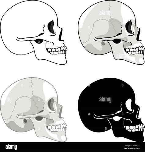 Skull profile. Detailed anatomy and halftone silhouette skulls ...