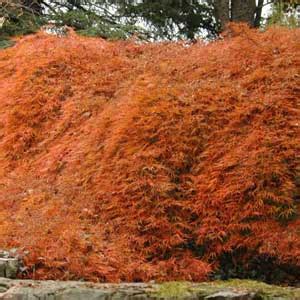 Types Of Trees Landscaping – Answers To All Types Of Questions ...