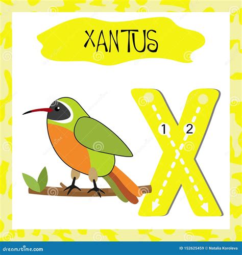 English Alphabet Letter X for Teaching Children To Read Stock Vector ...