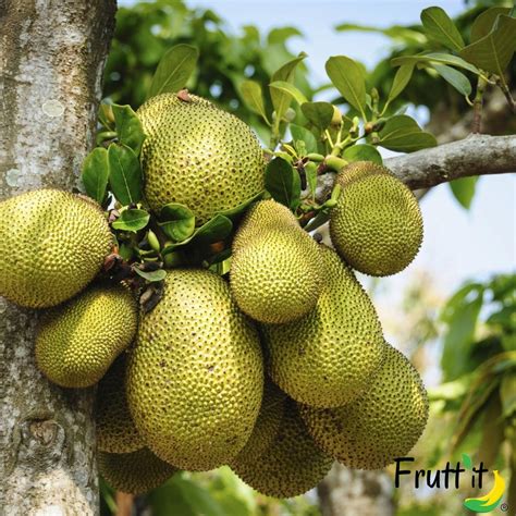 Acquista online Jackfruit - Scopri proprietà e benefici e come si mangia! – Frutt'it