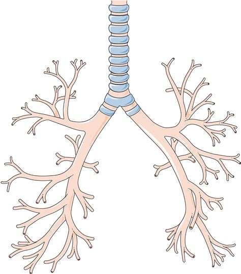 Servier - Drawing Bronchial tree - no labels | AnatomyTOOL