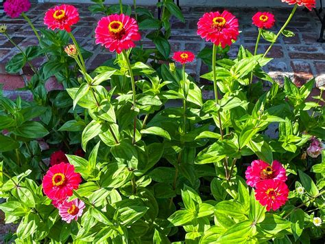 How Tall Do Zinnias Grow? [With Factors Affecting the Size]