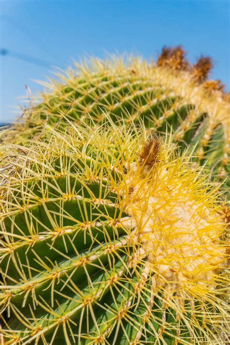Golden Barrel (Echinocactus grusonii) — Cactus World