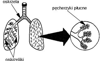 Image result for Python While True Loop