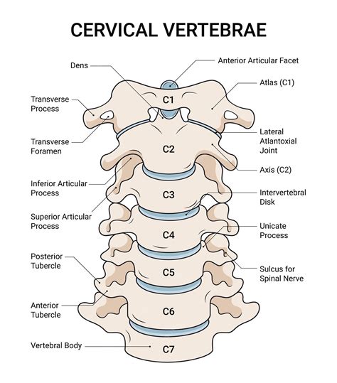 Anatomical structure of cervical vertebrae | Premium Vector