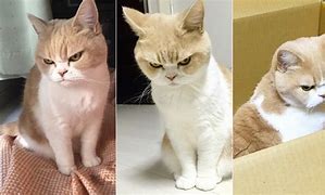 Image result for Cat Looks Pissed