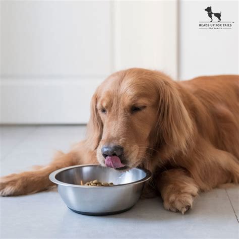 How To Choose Healthy Food For Pets