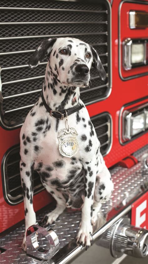 Best 13 Fire house dog – Artofit