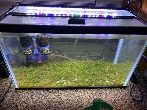 Image result for Java Moss Carpet