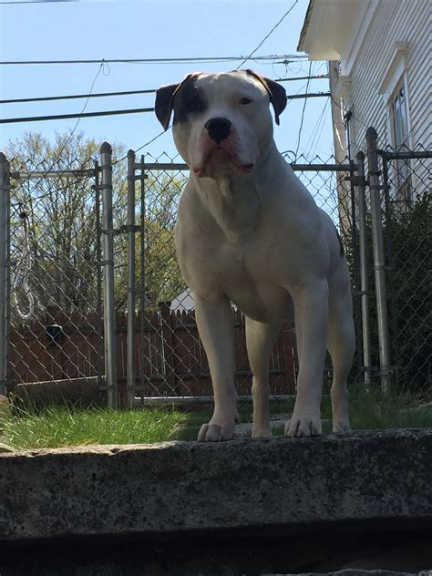 Scott American Bulldog