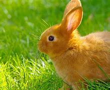 Image result for Cute White Bunny Wallpaper