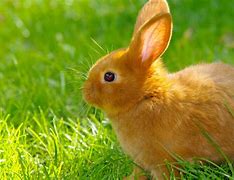 Image result for Cute 3D Bunny Wallpaper