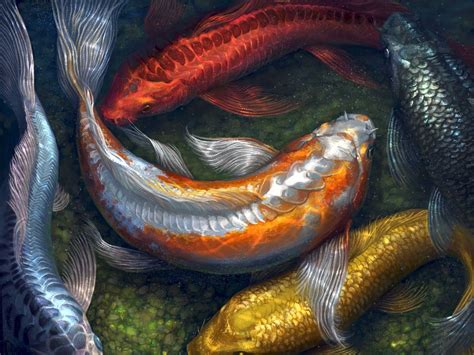 Koi Fish Wallpapers - Top Free Koi Fish Backgrounds - WallpaperAccess