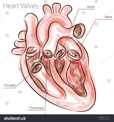 6 Mitral Valve Clip Images, Stock Photos & Vectors | Shutterstock