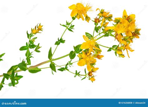 Planta Medicinal: Perforatum Del Hypericum Hierba De San Juan Foto de archivo - Imagen de blanco ...
