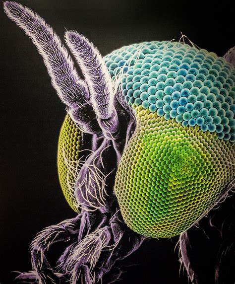 Microscopic Insects 的图像结果