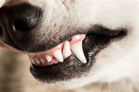 Should I Call the Vet If My Dog Has Pale Gums? | Kryder & Harr Veterinary Clinic