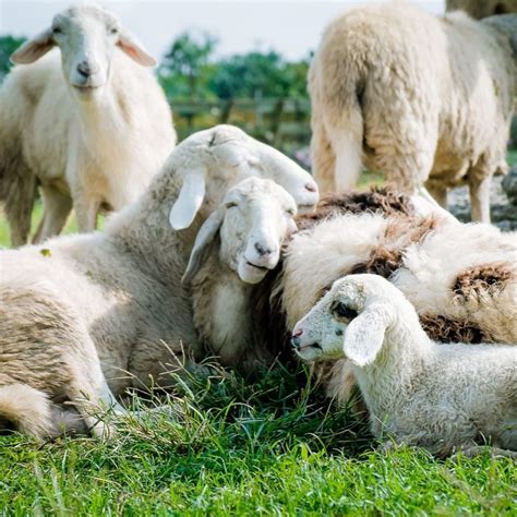 14 wool-free sweaters for chilly days | peta2