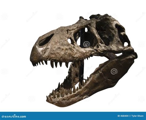Tyrannosaurus Rex Skull stock photo. Image of carnivore - 468404