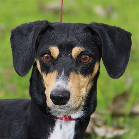 Dachshund Puppies Rescue Texas - mimmslaedche