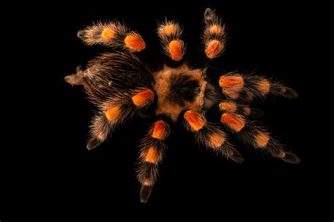 Smith's Redknee Tarantula (Brachypelma smithi) - Joel Sartore