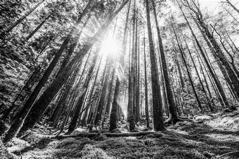 Environment Black and White 的图像结果