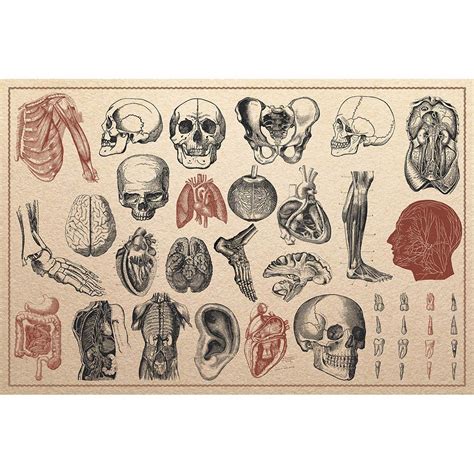 Buy Meishe Art Vintage Print Human Anatomy Skeleton Chart Antique s ...