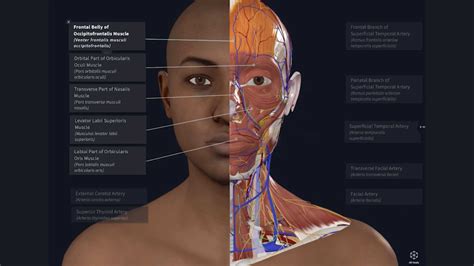 Anatomy 3d Atlas Free Human Anatomy Atlas 2018: Complete 3D Human Body