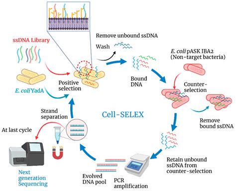 Electrochemical Aptasensor for the Detection of the Key Virulence ...