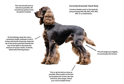 When Should I Groom My Cocker Spaniel at Christine Voss blog